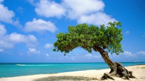 Winston Evans Winston Evans - Contact for Aruba